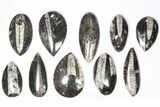 Lot: Polished Orthoceras Fossils (-) - Pieces #80743-2
